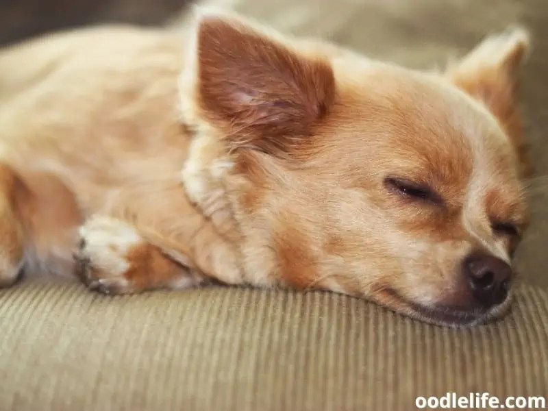 Why Do Chihuahuas Sleep SO Much? OodleLife®
