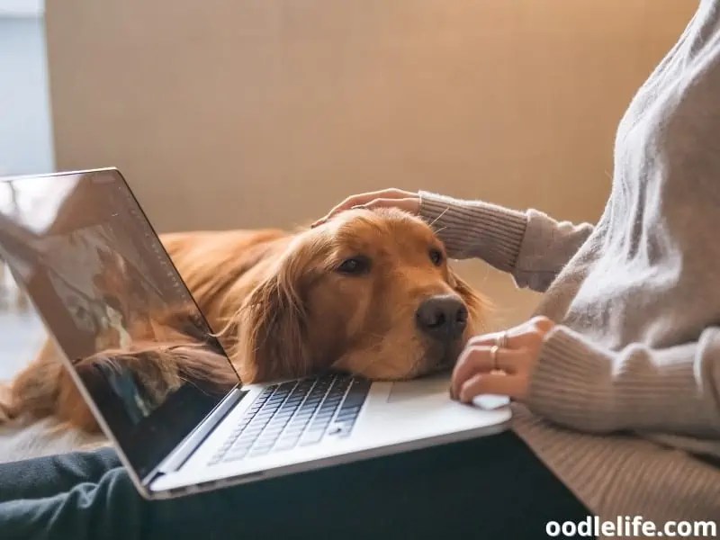 Where Can I Sell My Dog Online? (2024 Best Advice) Oodle Life