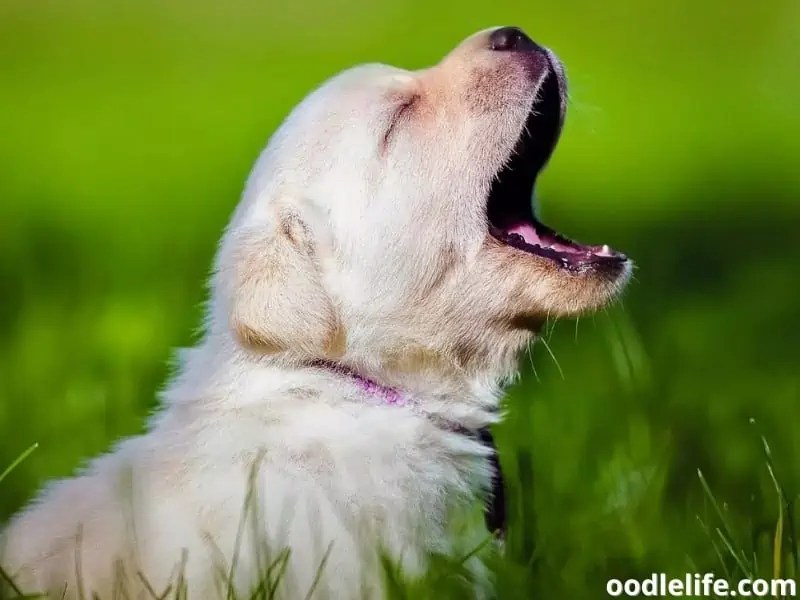 My Puppy Cries When I Leave The Room (Solutions) OodleLife®