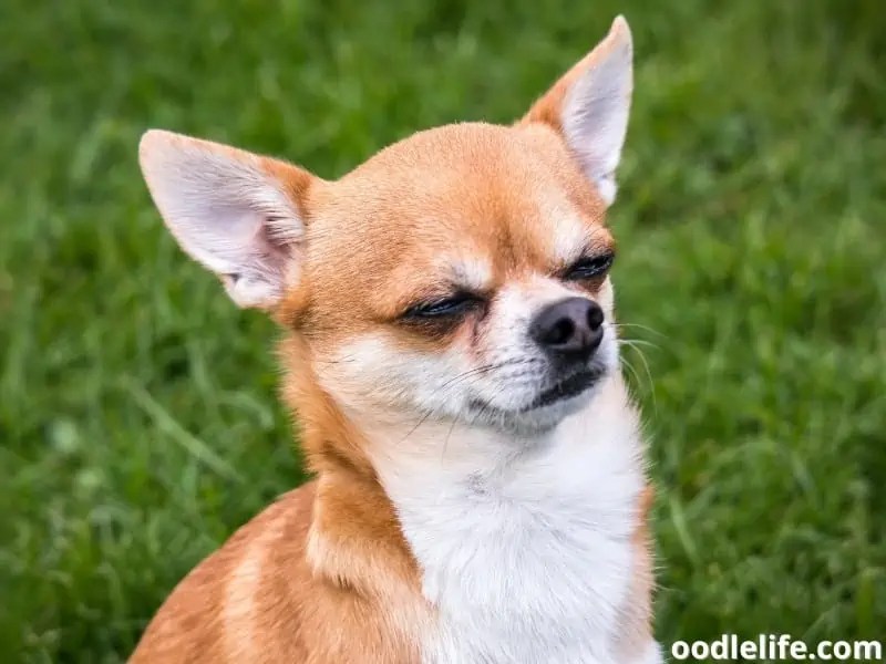 Why Do Chihuahuas Sleep SO Much? OodleLife®
