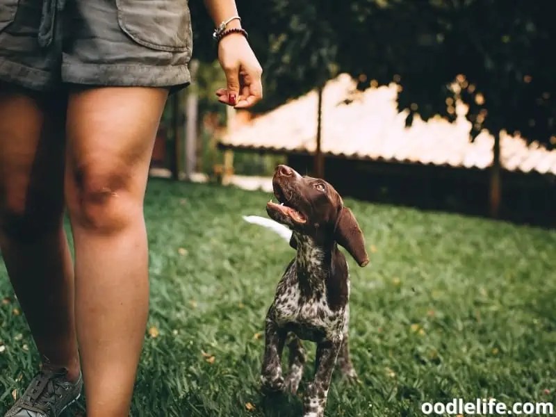 Why Does My Dog Keep Smelling My Leg