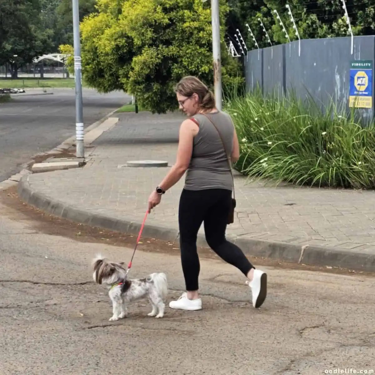 Help! My Dog Barks At Strangers On Walks Oodle Life