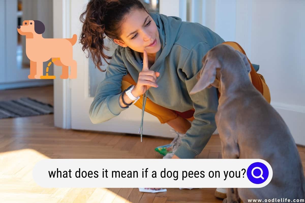 Why Does My Dog Pee When Lying Down