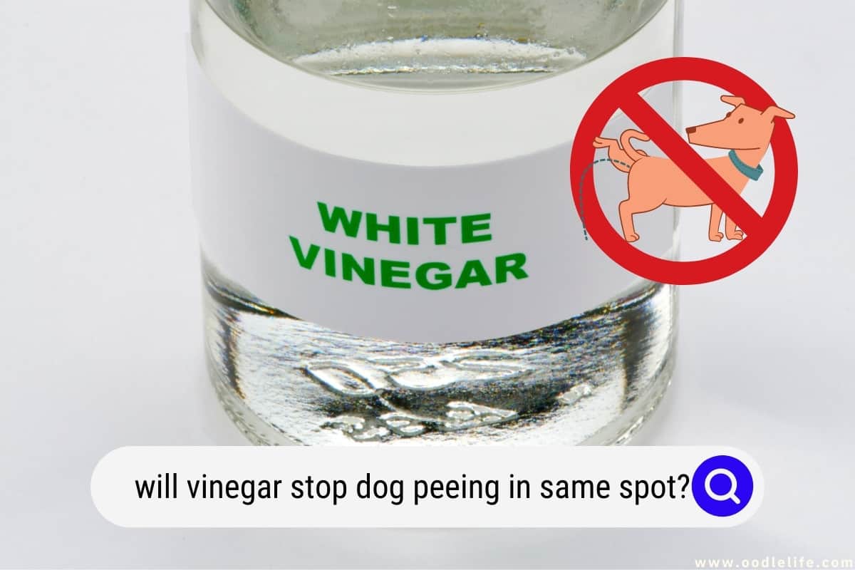 Will Vinegar Stop Dog Peeing In Same Spot? Oodle Life