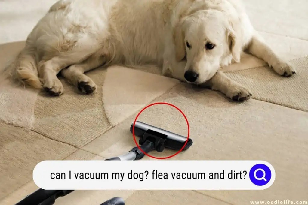 Does Vacuuming A Dog Help With Shedding