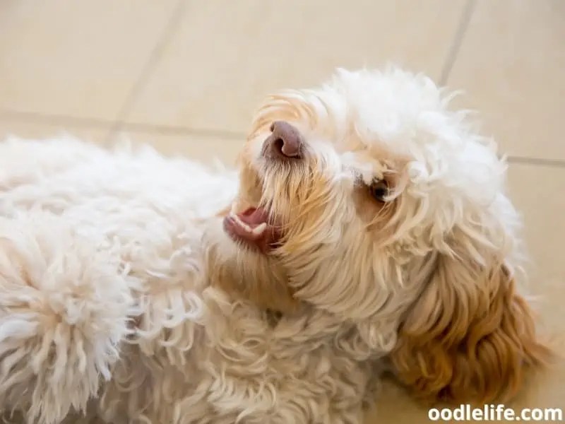 Why Do Dogs Roll On Their Backs? (Explained) Oodle Life