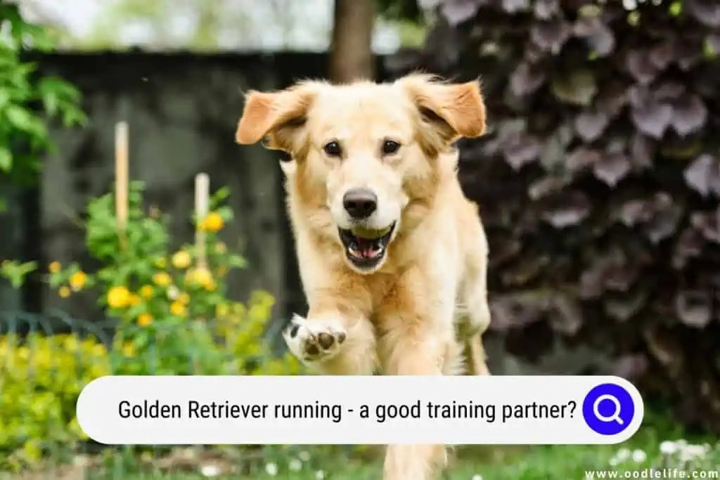 The Complete Guide To Golden Retrievers Finding, Raising, Training