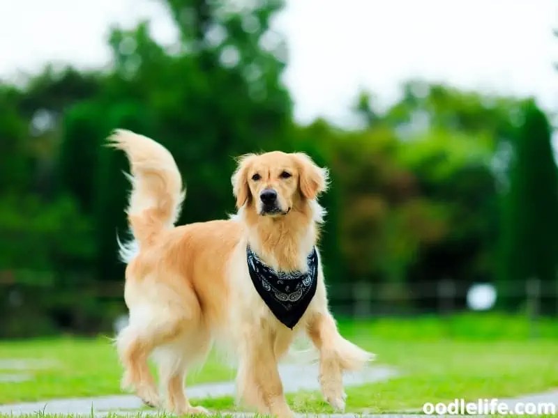 Can Golden Retrievers Run Long Distances