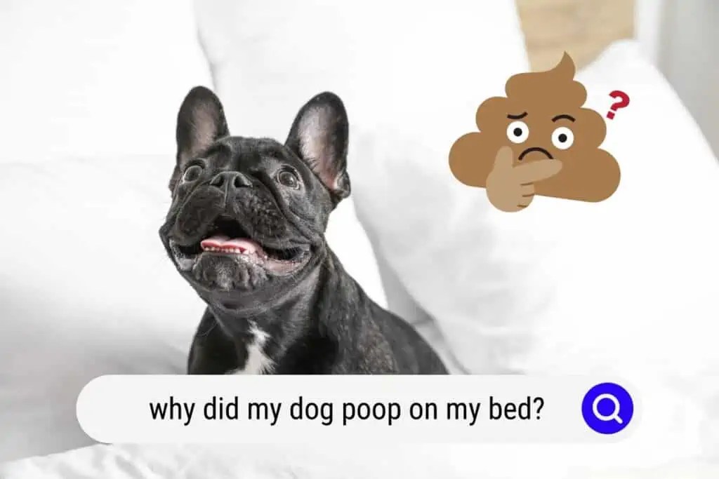 Why Did My Dog Poop On My Bed (Yikes)? OodleLife®