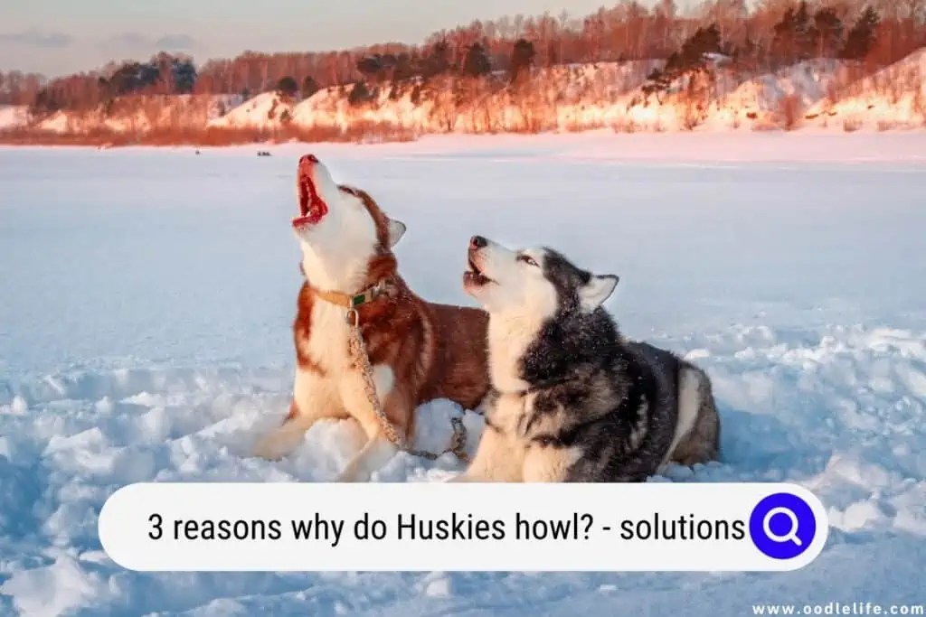 3 Reasons Why Do Huskies Howl? (And Solutions) Oodle Life