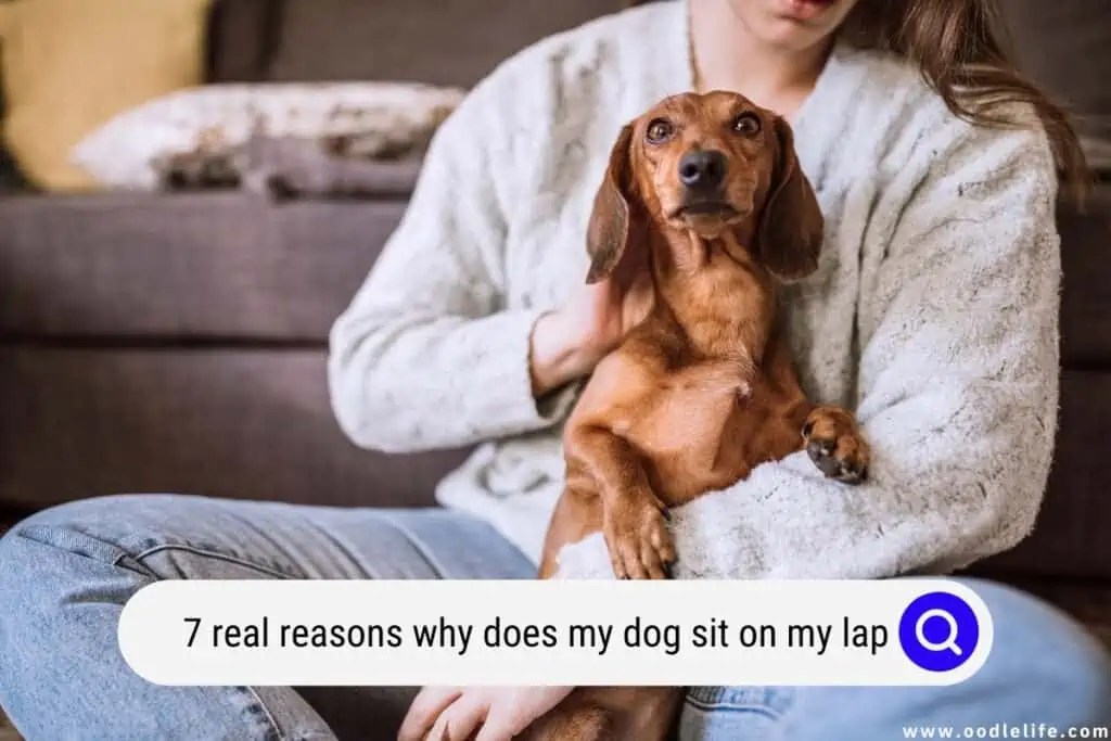 Why Does My Dog Sit On My Lap [7 Reasons Why] Oodle Life