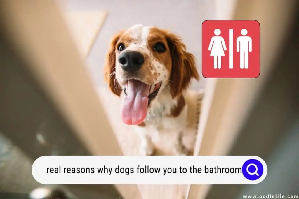 11 Real Reasons Why Dogs Follow You To The Bathroom Oodle Life