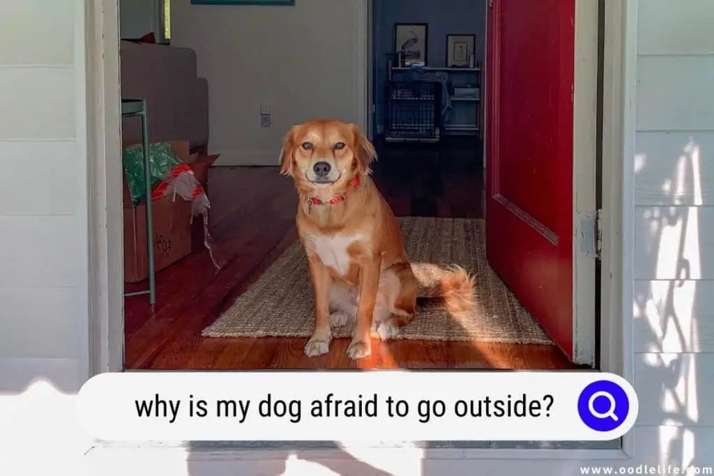 Why Is My Dog Afraid To Go Outside? (Explained) Oodle Life