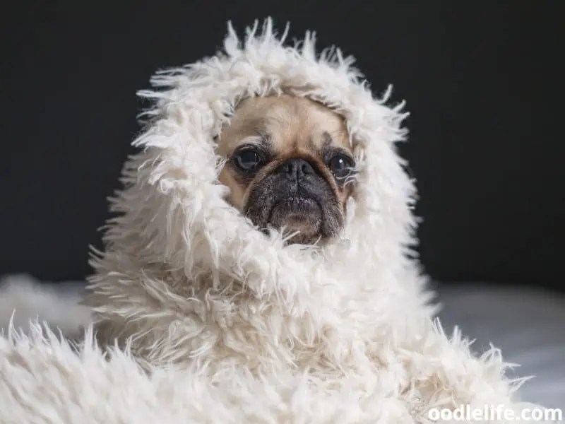 Why Does My Dog Dig On My Bed? Oodle Life