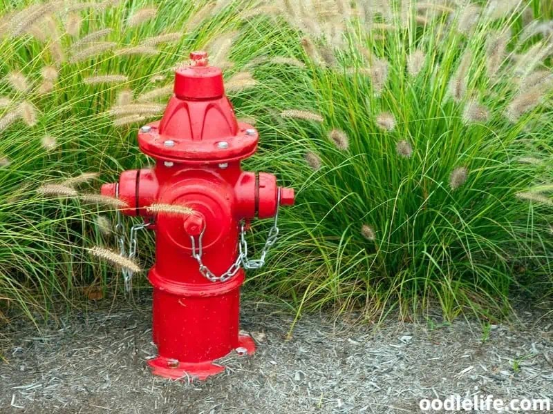 Best Doggie Fire Hydrants (to Pee On) 2024 OodleLife®
