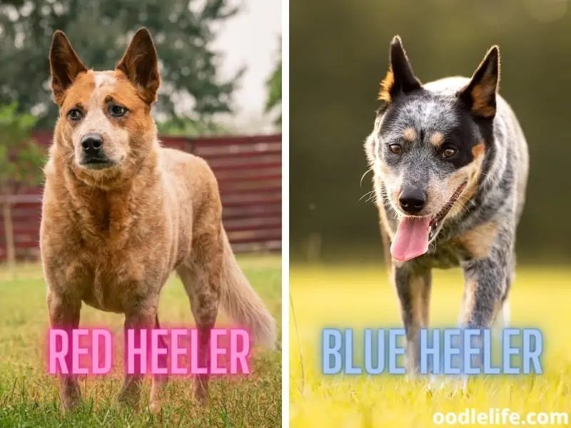 Red Heeler Vs Blue Heeler With PHOTOS) Oodle Life