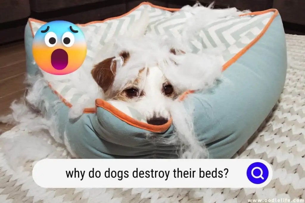How To Stop A Dog From Chewing The Bed In Simple Steps atelieryuwa