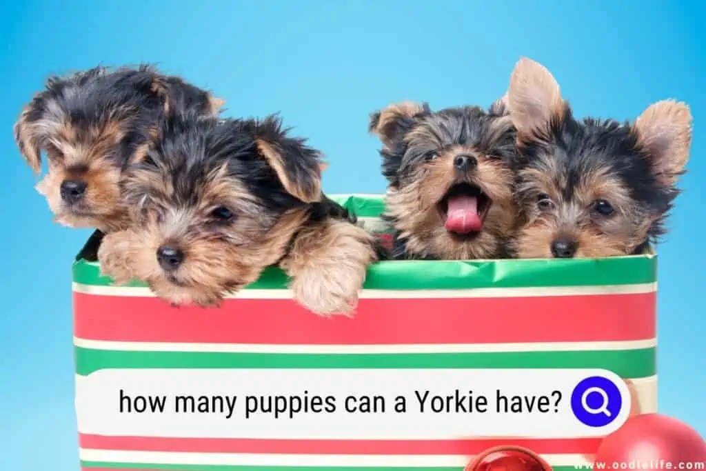 How Many Puppies Can A Yorkie Have? Oodle Life