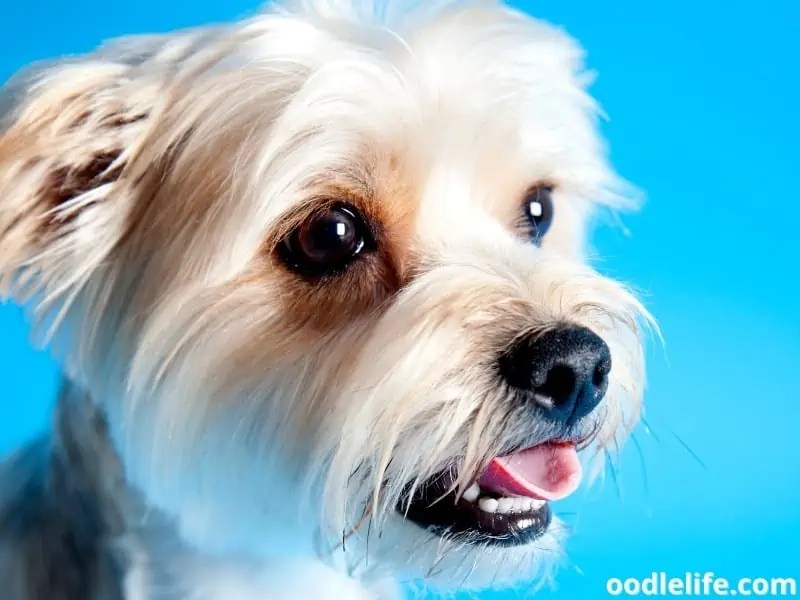 10 Most Talkative Dog Breeds (+Photos) Most Vocal OodleLife®