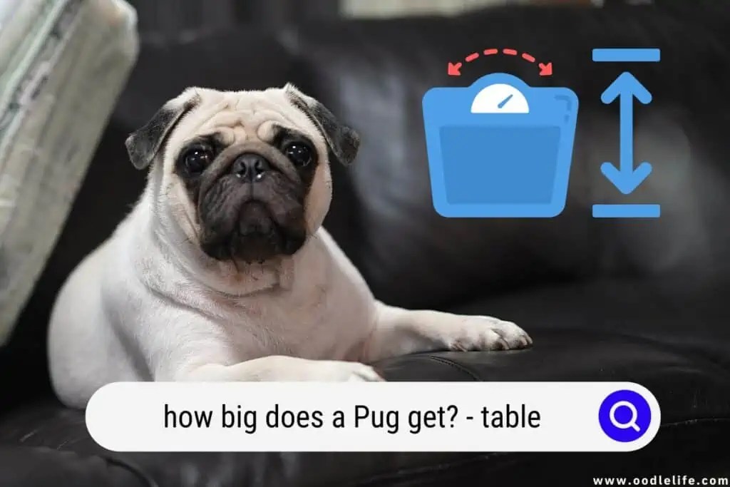How Big Does A Pug Get? (Table) Oodle Life