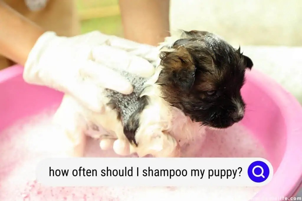 How Often Should I Shampoo My Puppy? Oodle Life