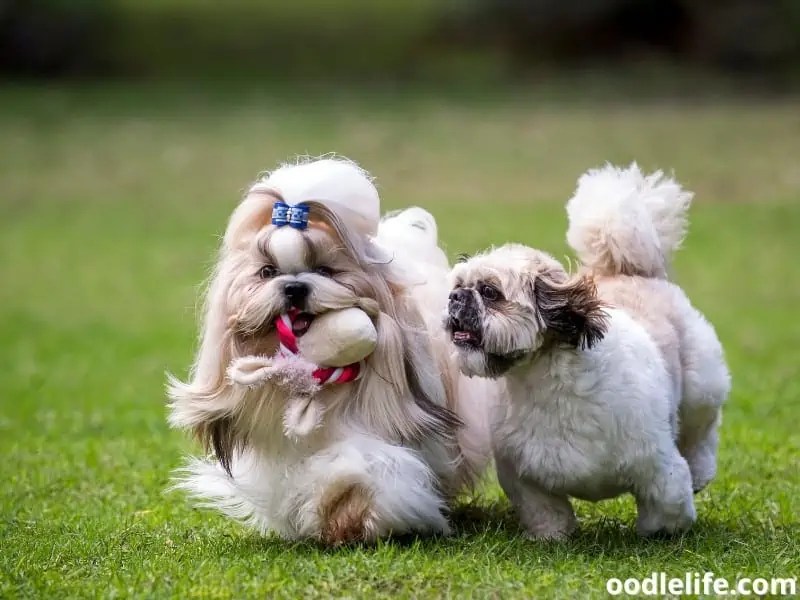 At What Age Do Shih Tzu Puppies Calm Down? OodleLife®