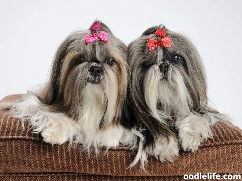 At What Age Do Shih Tzu Puppies Calm Down? OodleLife®