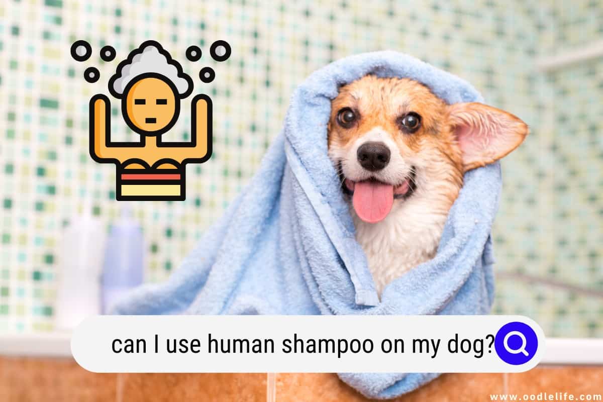 Can You Use Human Shampoo On Dogs? And Dog Shampoo Recipes Groomers