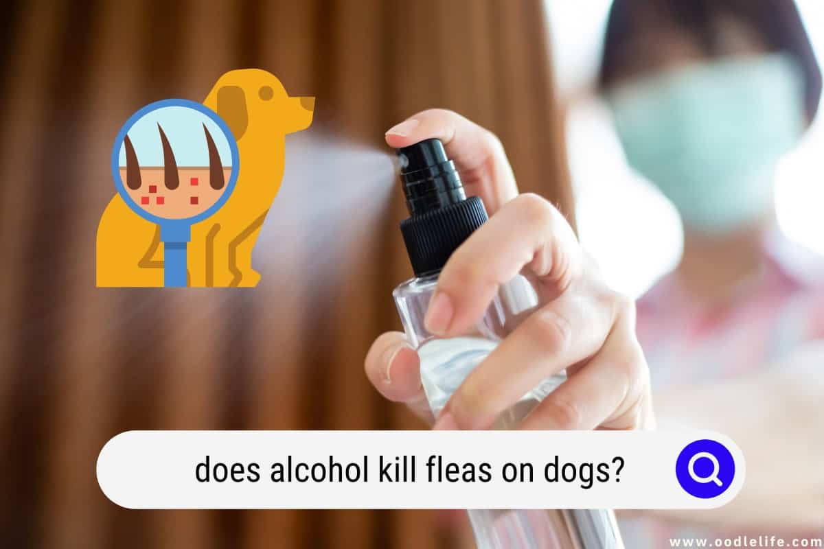 Does Alcohol Kill Fleas On Dogs? OodleLife®