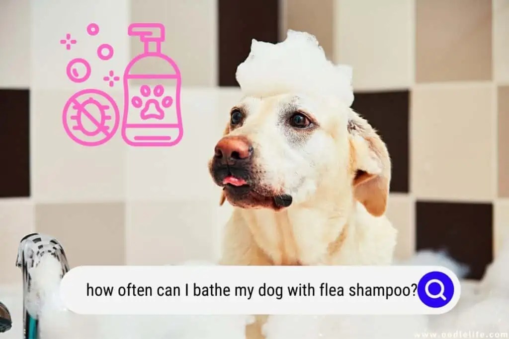 How Often Can I Bathe My Dog With Flea Shampoo? OodleLife®