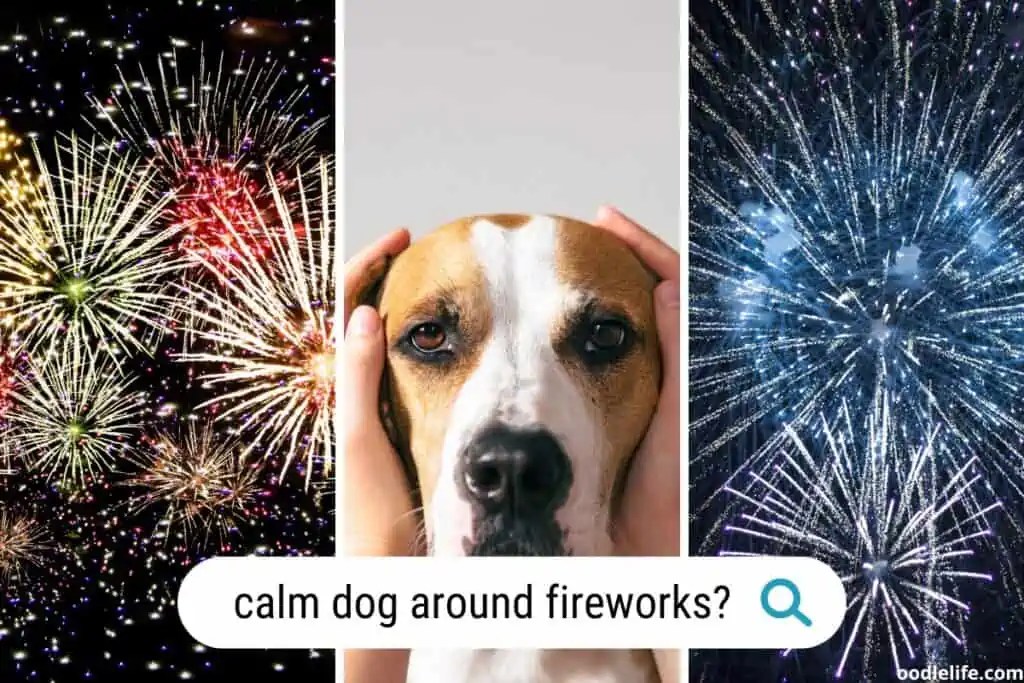 How To Calm Dog During Fireworks (4th Of July Dog Guide) OodleLife®