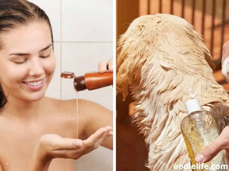 Can Dog Shampoo Be Used On Humans? Oodle Life