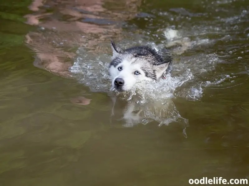Do Huskies Like Water