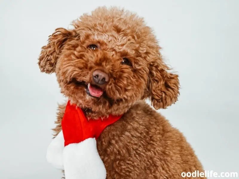 The Ultimate Poodle Teddy Bear Cut Guide (Photos And Instructions) Oodle Life
