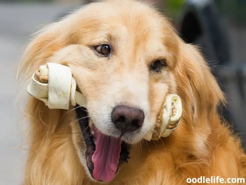 What Dog Treats To Avoid