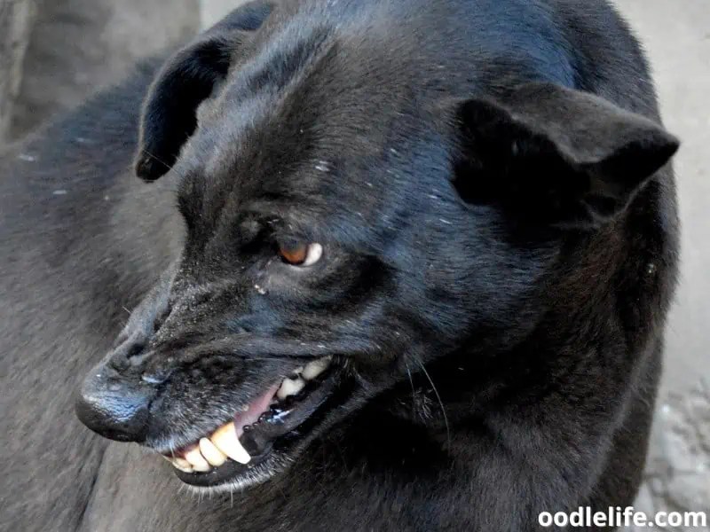 Why Is My Dog Growling At Night