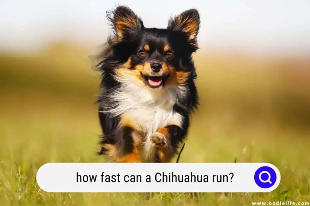 How Fast Can A Chihuahua Run? Oodle Life