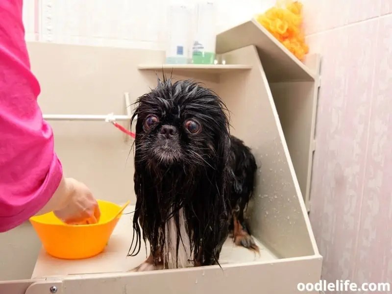The 6 Best Shampoos For Shih Tzus (2024 Update) OodleLife®