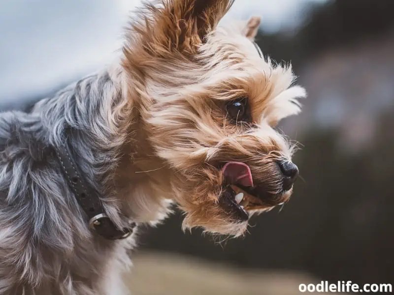 Why Does My Yorkie Have A Bad Odor