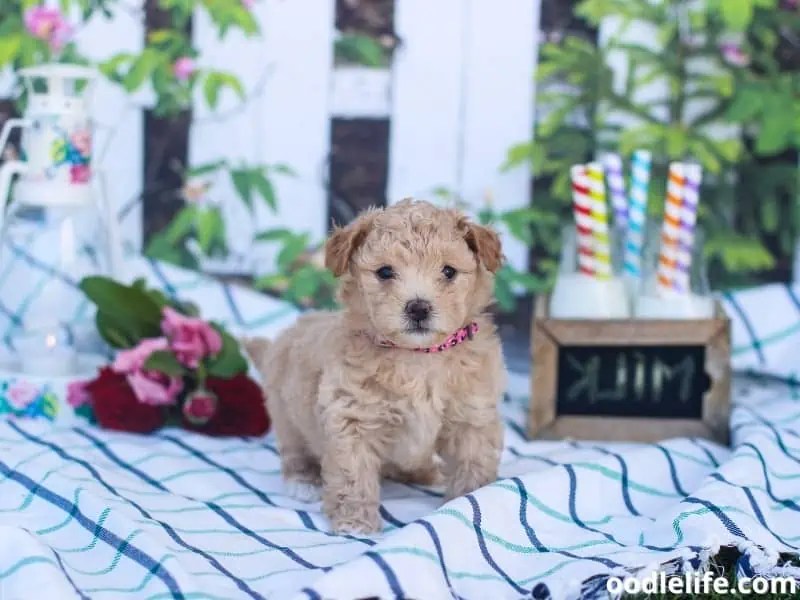 How To Potty Train A Maltipoo [Steps] Oodle Life