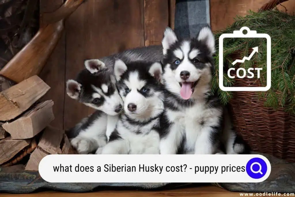 What Does A Siberian Husky Cost? (2024 Puppy Prices) Oodle Life