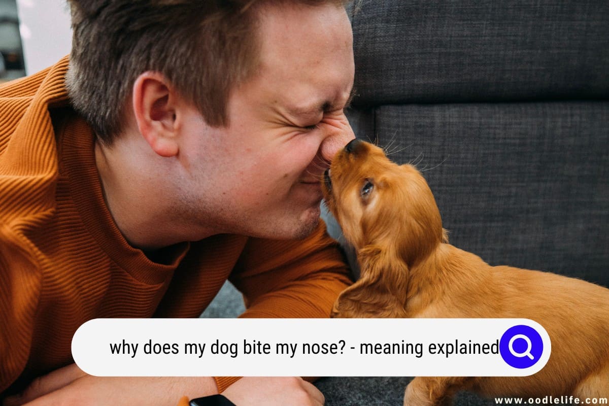 Why Does My Dog Bite My Nose? (Meaning Explained) Oodle Life
