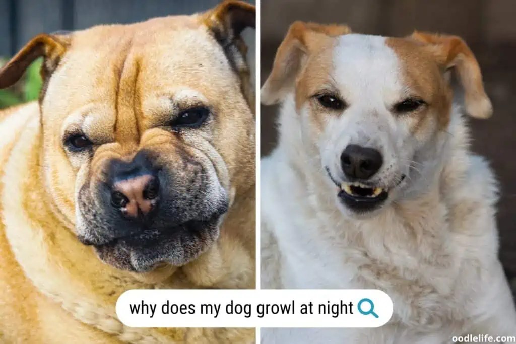Why Does My Dog Growl At Night? (Causes And Fixes) Oodle Life