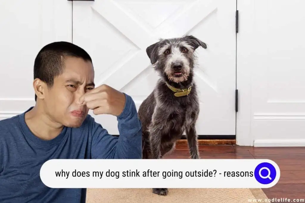 Why Does My Dog Stink After Bath