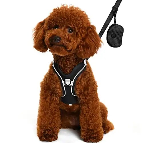 6 Best Dog Harness For Maltipoo Dogs (2024 Update) Budget And Quality