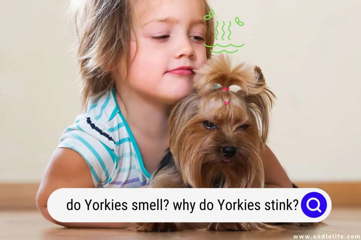 Do Yorkies Smell? Why Do Yorkies Stink? Oodle Life