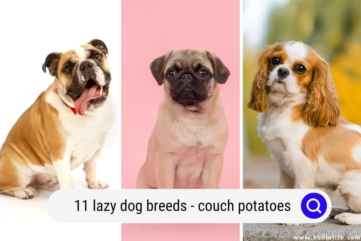 11 Lazy Dog Breeds (Couch Potatoes) Oodle Life
