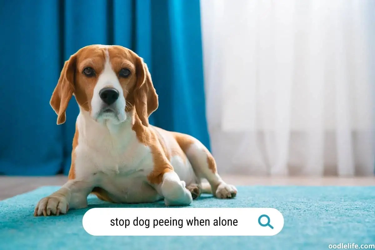 How To Stop Dog Peeing In House When Alone Expert Tips For A Clean