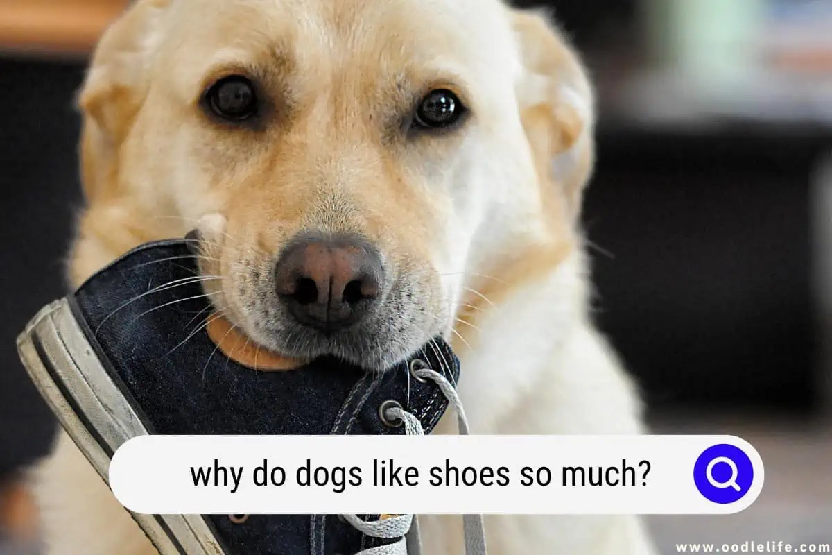 Why Do Dogs Like Shoes So Much? [Explained] Oodle Life