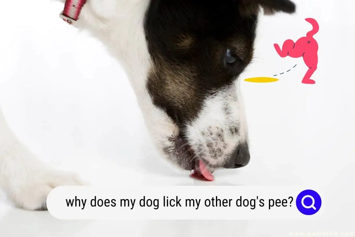 Why Does My Dog Lick My Other Dog's PEE? Oodle Life